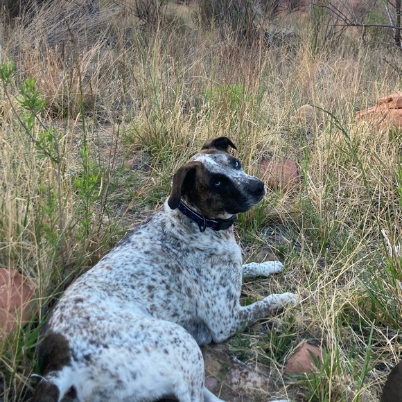 Meet your Posher, Mackenzie - Picture 1 of 1